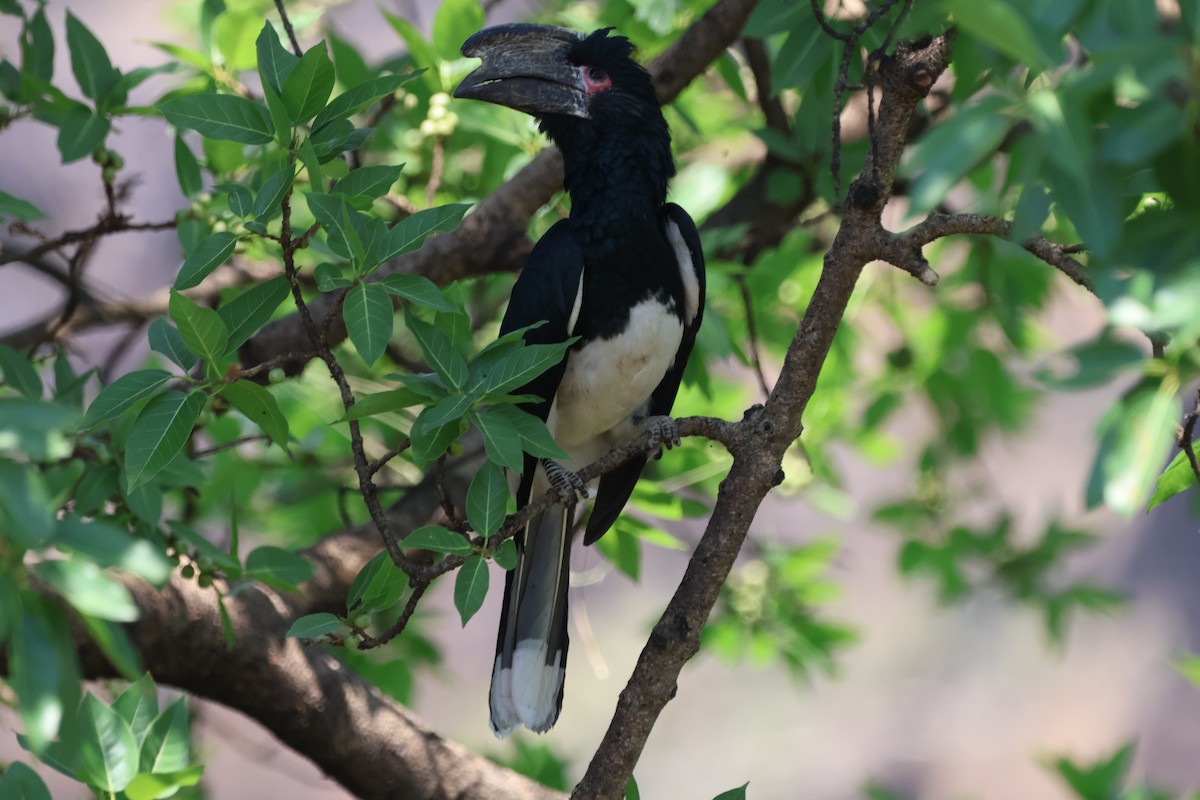 Trumpeter Hornbill - ML643239260
