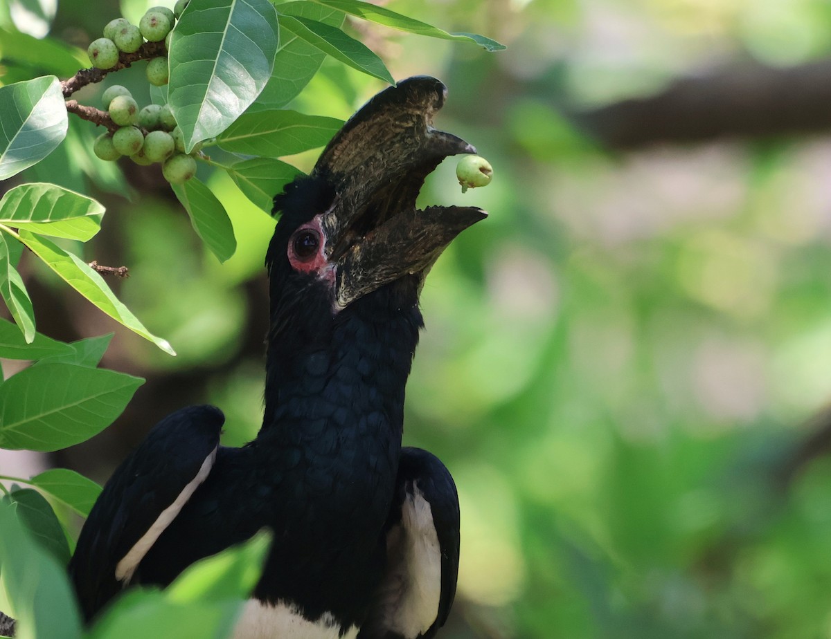 Trumpeter Hornbill - ML643239271