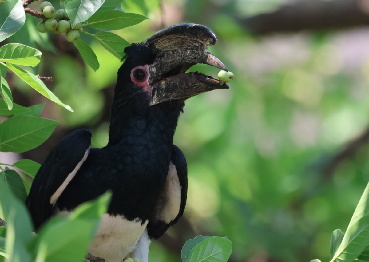 Trumpeter Hornbill - ML643239277