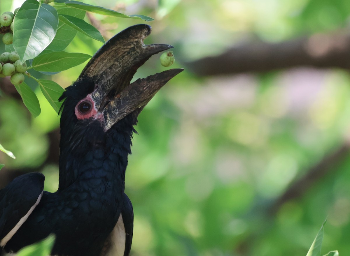 Trumpeter Hornbill - ML643239285