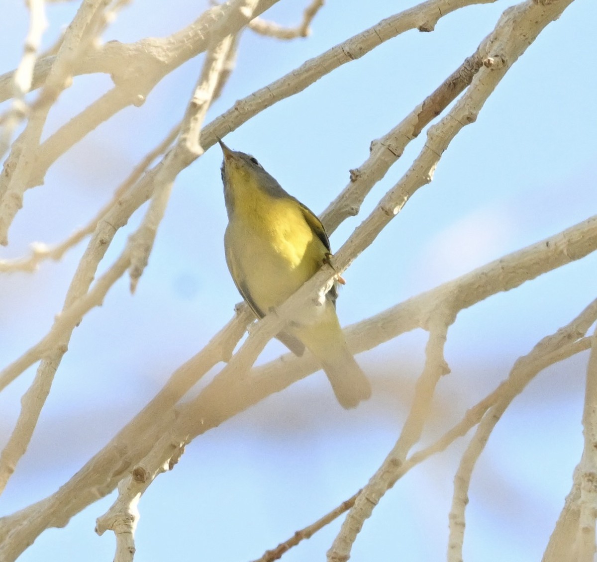 Nashville Warbler - ML643239301