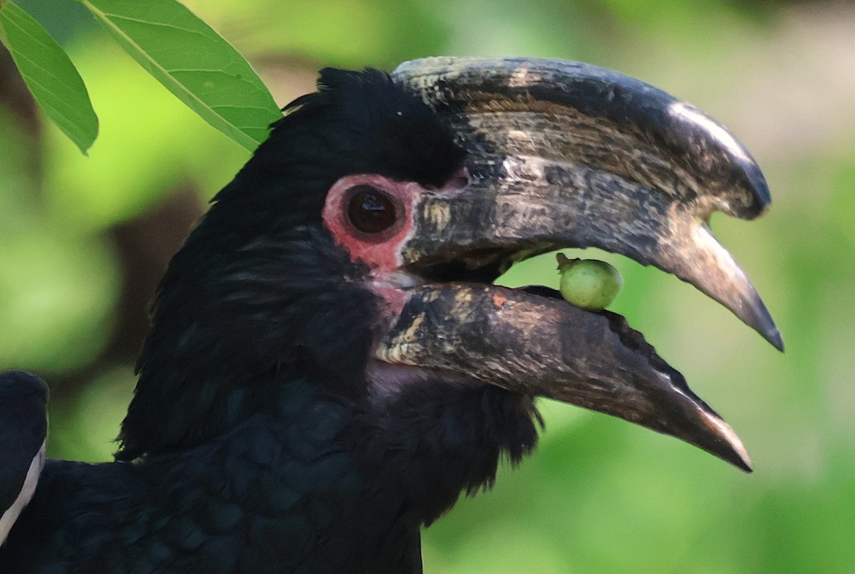 Trumpeter Hornbill - ML643239302