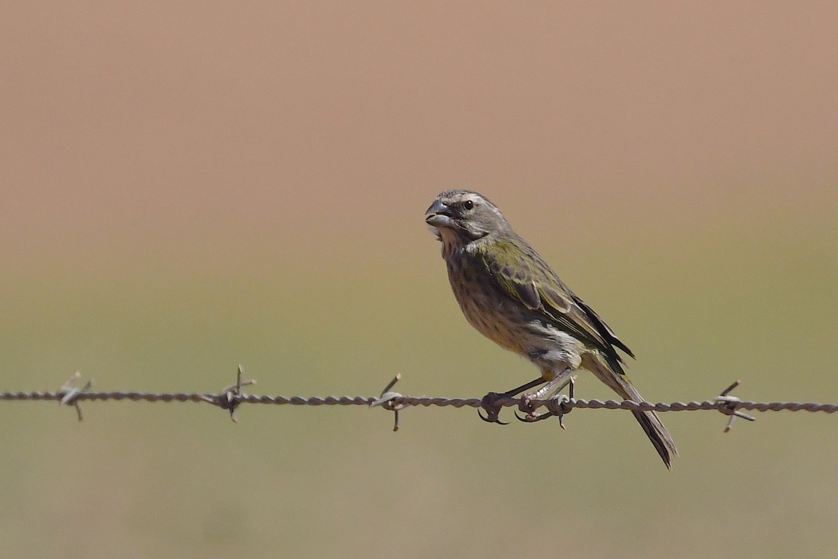 Sarı İskete - ML643239305