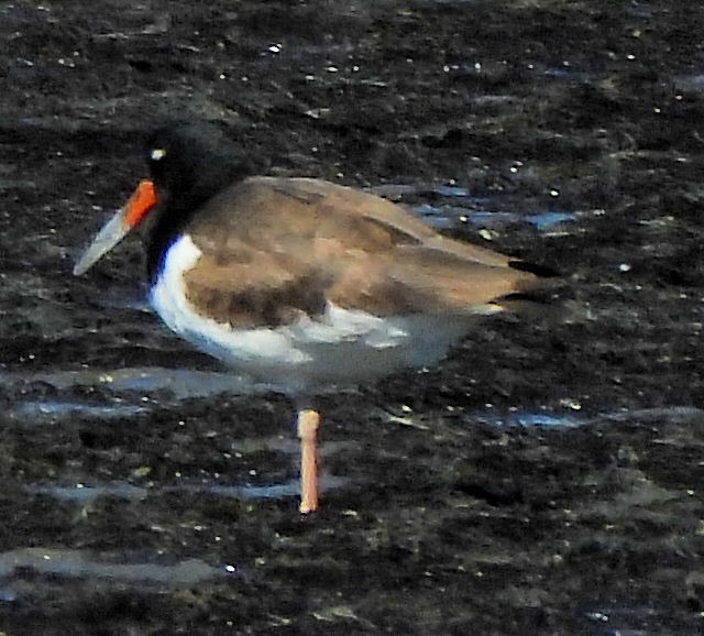 American Oystercatcher - ML643239331