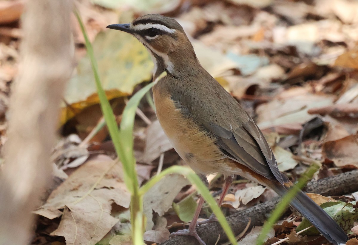 Bearded Scrub-Robin - ML643239332