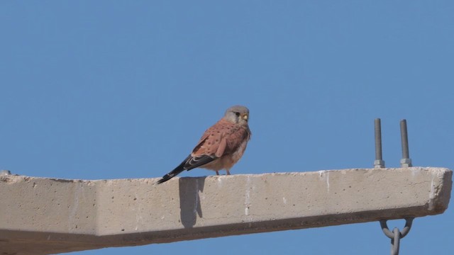 Eurasian Kestrel - ML643239335