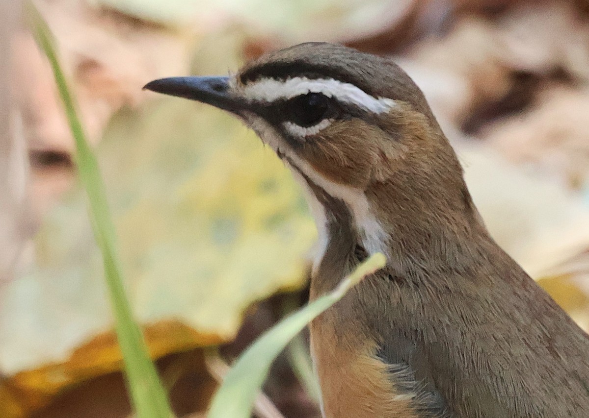 Bearded Scrub-Robin - ML643239338