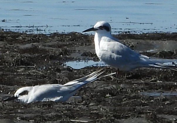 Forster's Tern - ML643239349