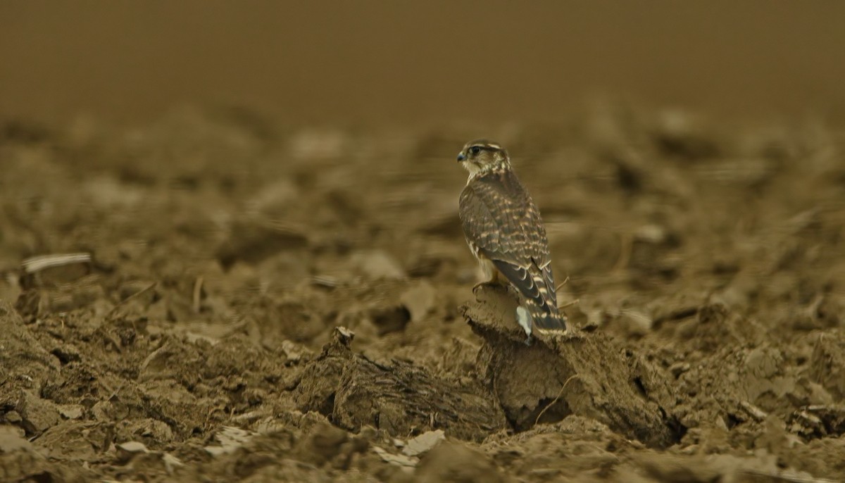 Merlin - ML643239392