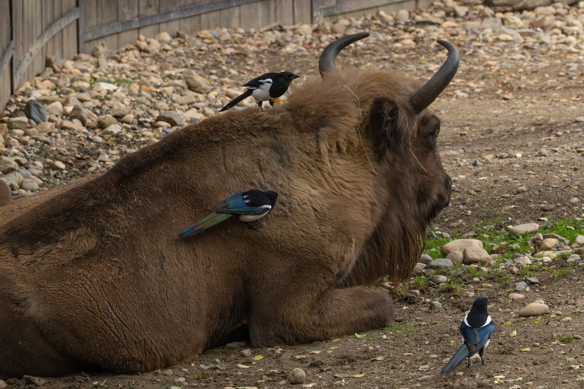 Eurasian Magpie - ML643239399