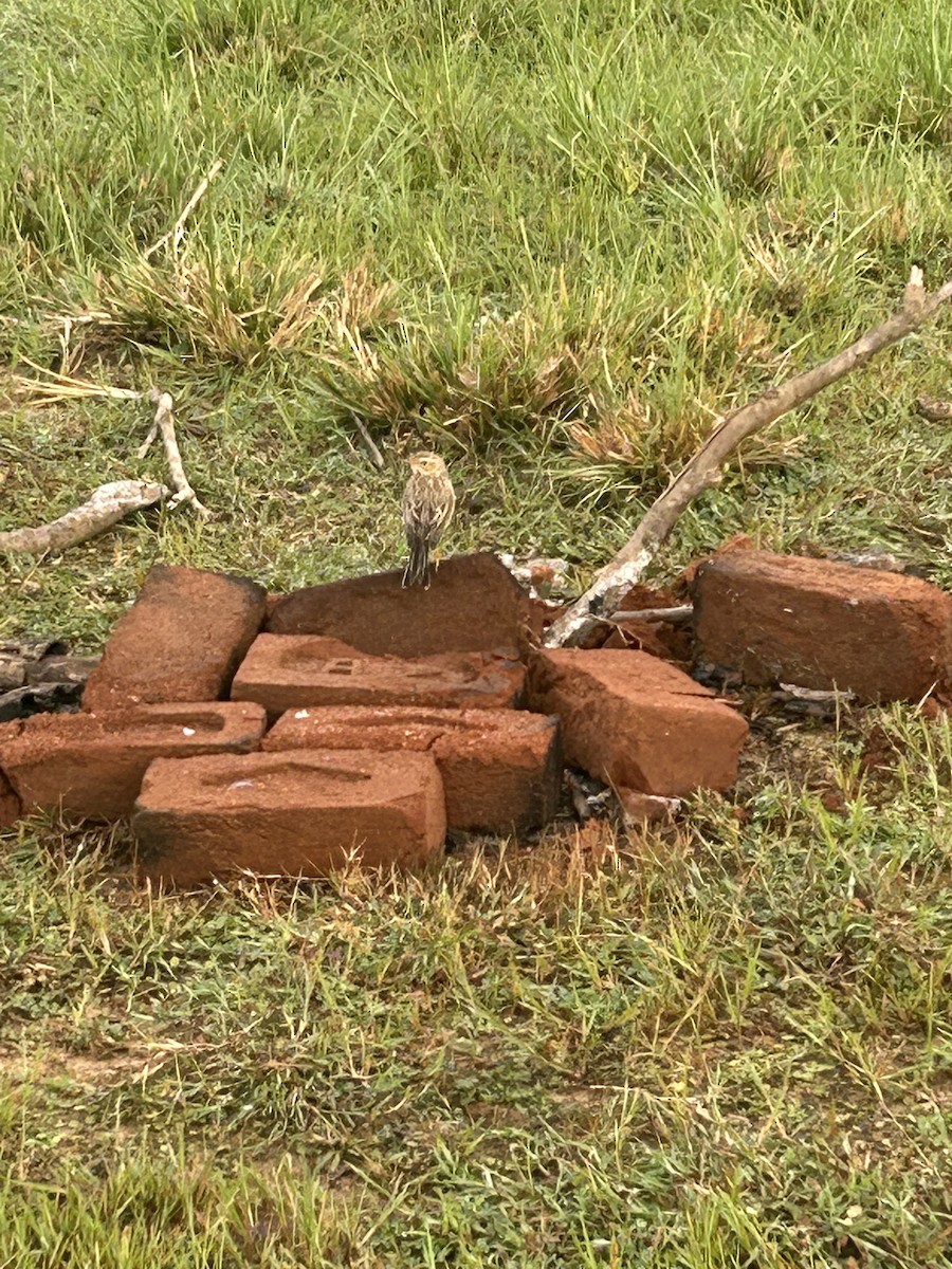 Paddyfield Pipit - ML643239426