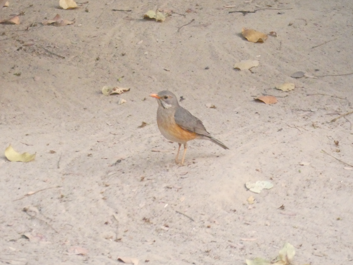 Kurrichane Thrush - ML643239432