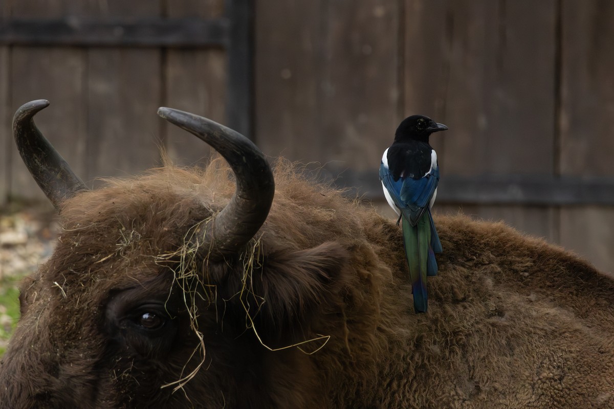 Eurasian Magpie - ML643239434