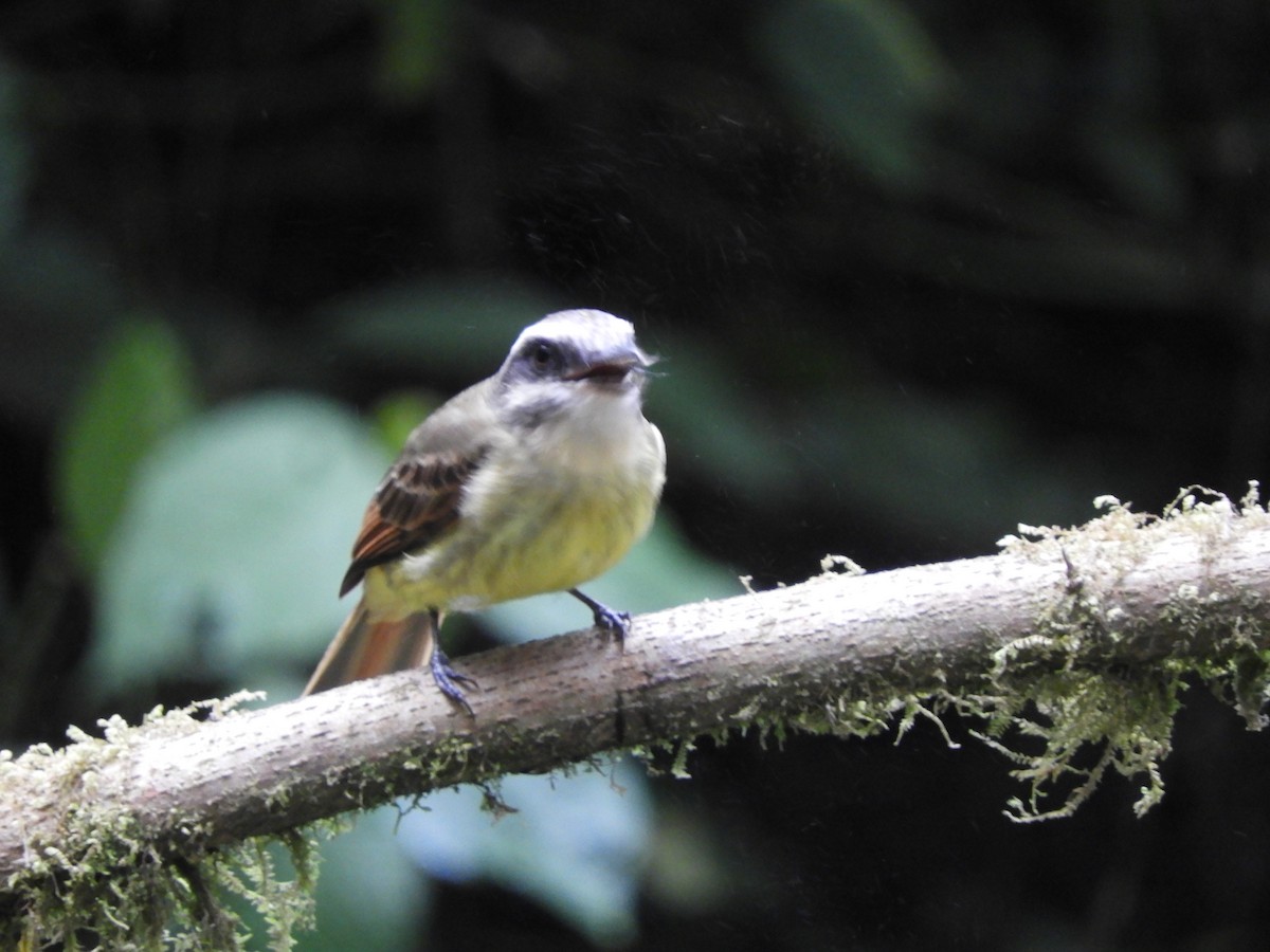 Golden-bellied Flycatcher - ML643239465