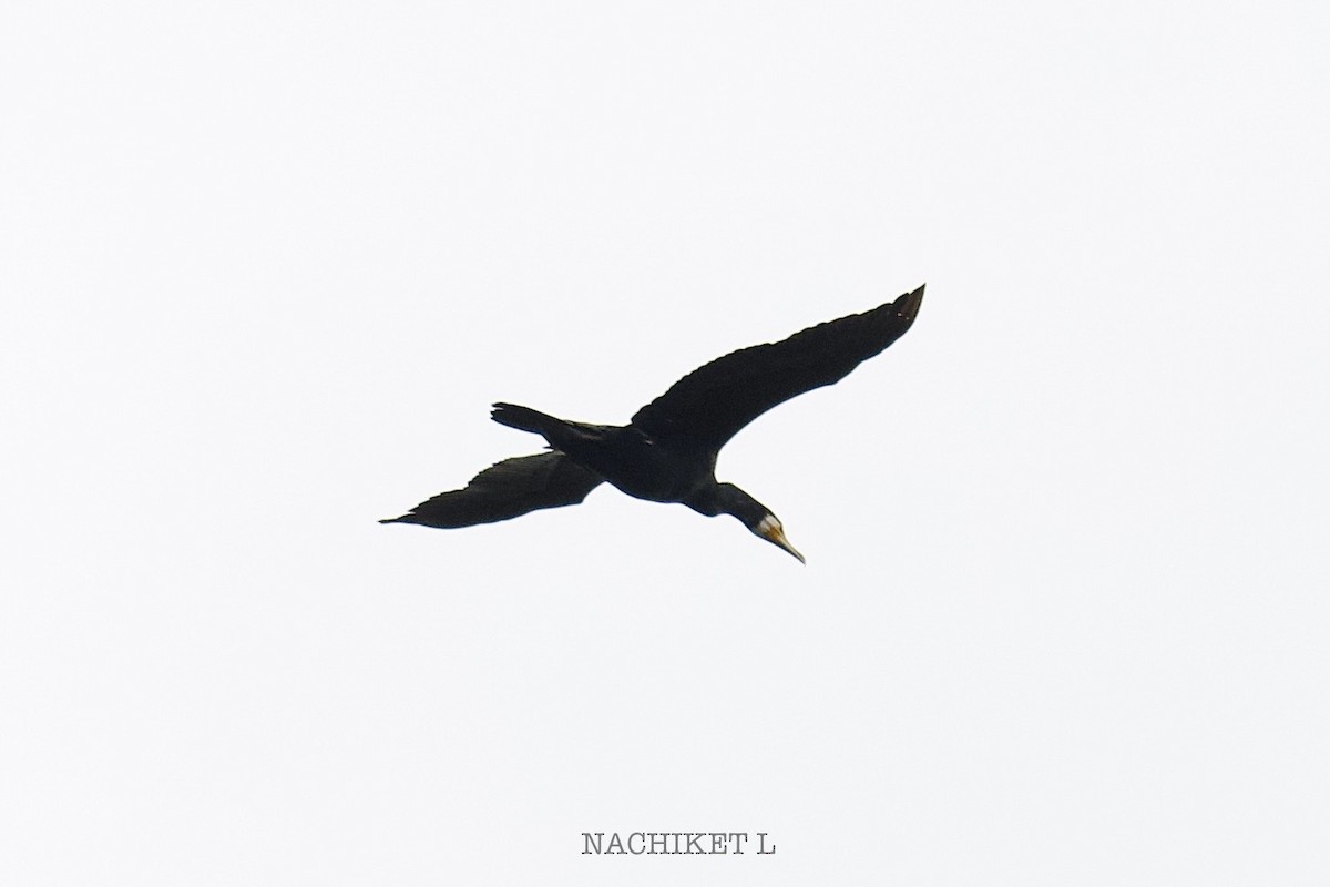 Great Cormorant - ML643239469