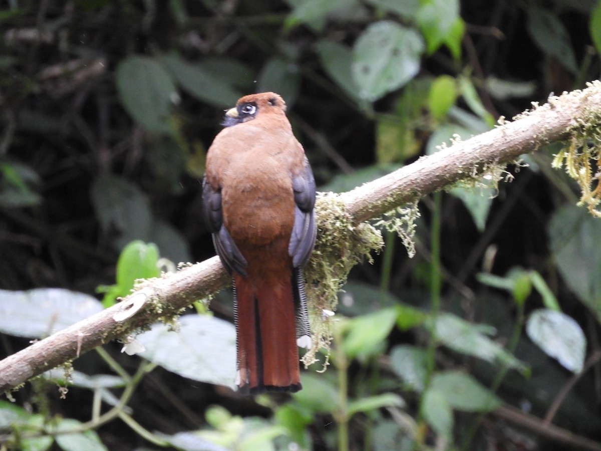 Masked Trogon - ML643239477