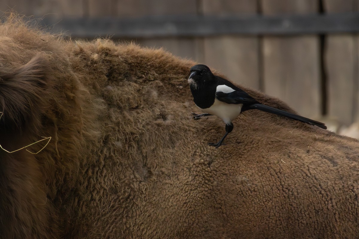 Eurasian Magpie - ML643239478