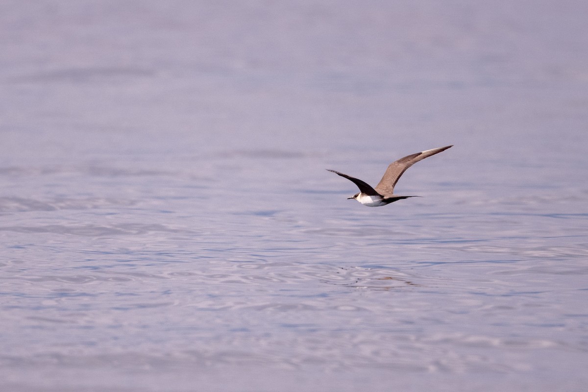 Parasitic Jaeger - ML643239481