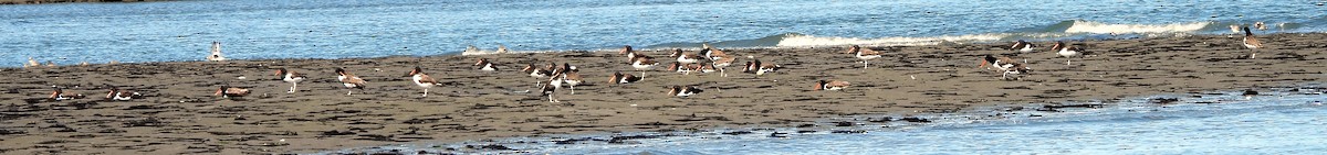 American Oystercatcher - ML643239487
