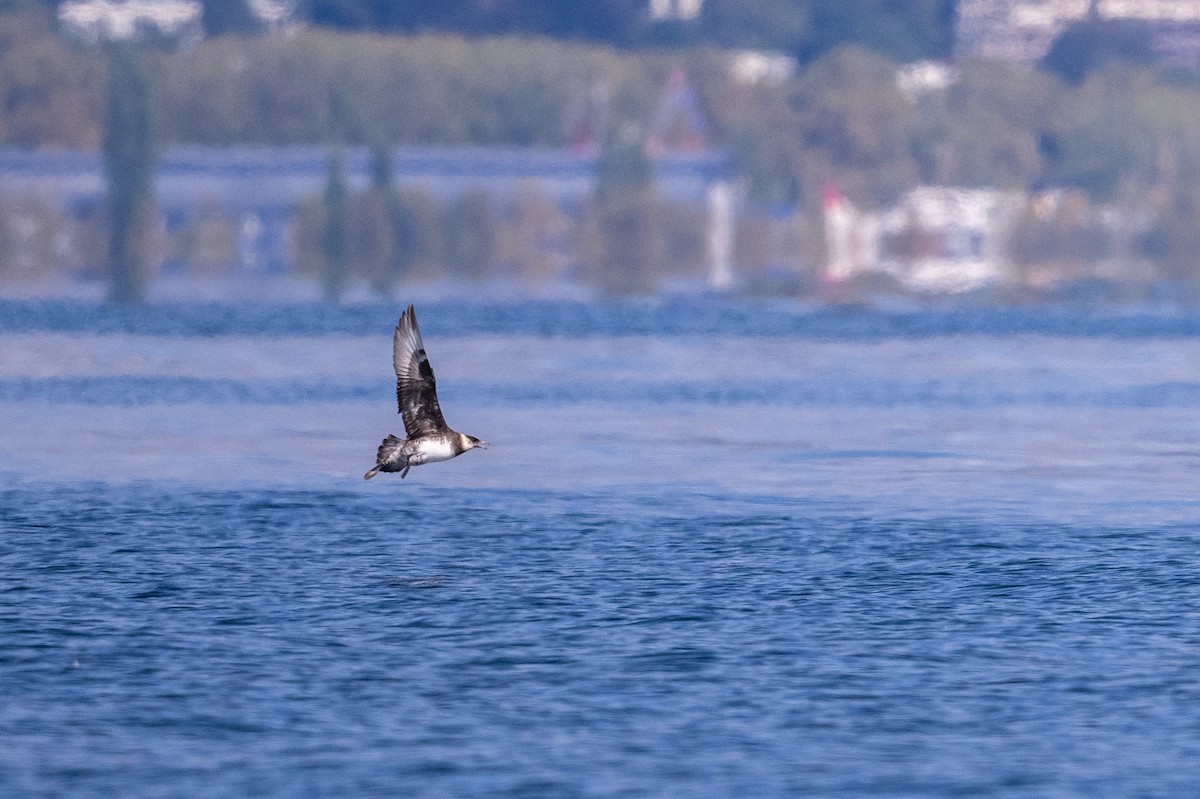 Pomarine Jaeger - ML643239488