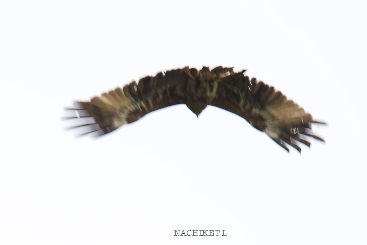 Brahminy Kite - ML643239497