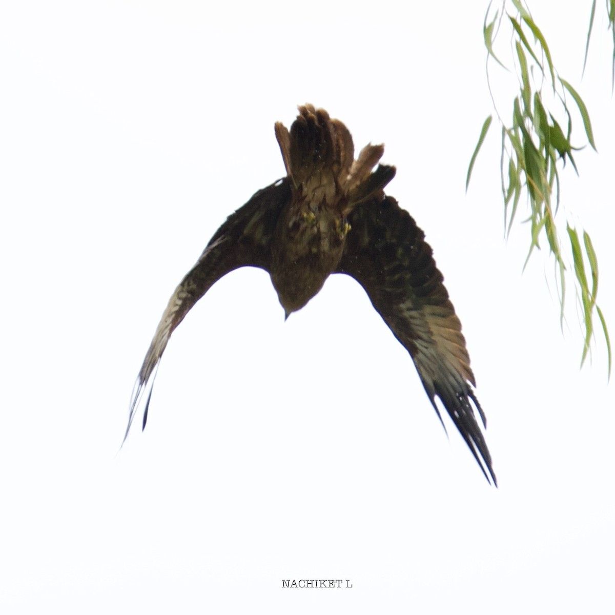 Brahminy Kite - ML643239499