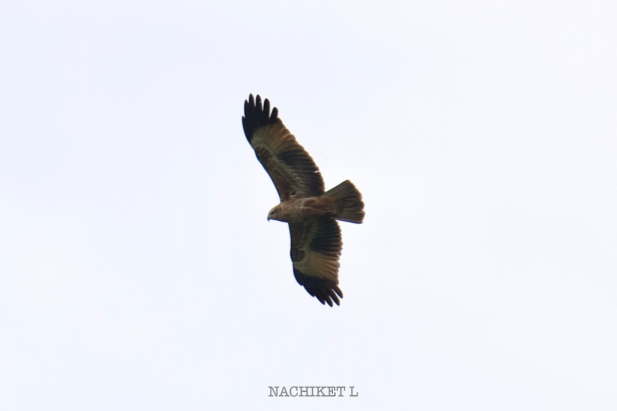Brahminy Kite - ML643239500