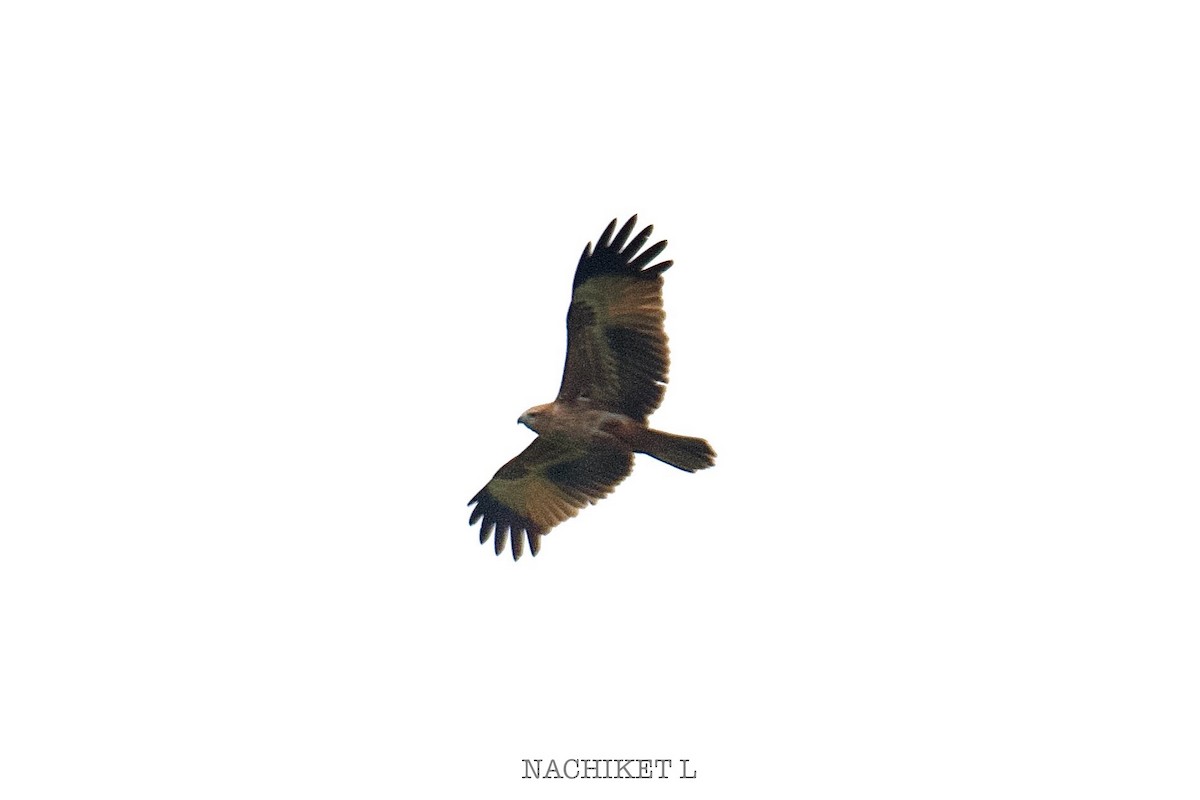 Brahminy Kite - ML643239501