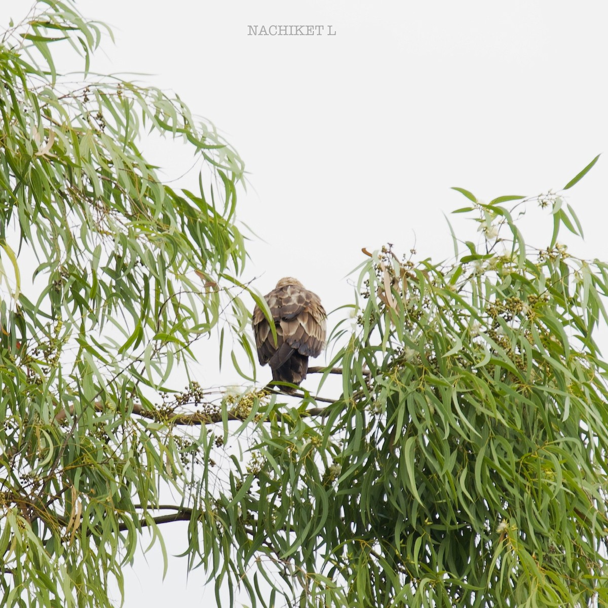 Brahminy Kite - ML643239502