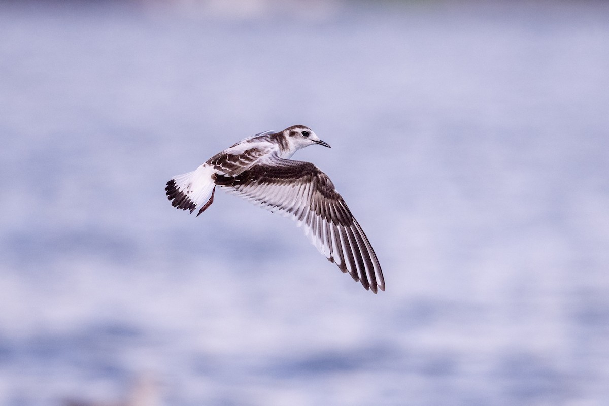 Mouette pygmée - ML643239505