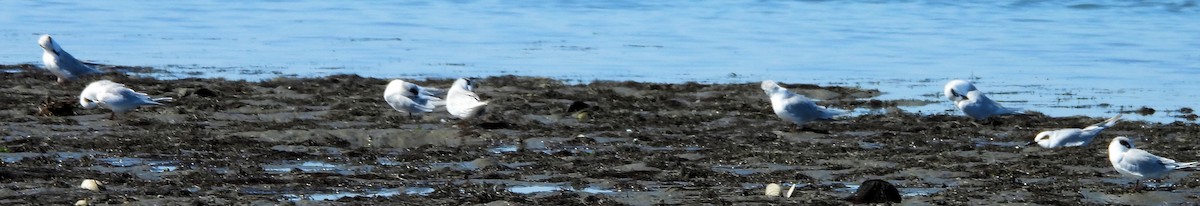 Forster's Tern - ML643239510