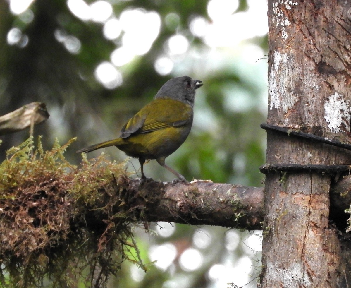 Dusky Chlorospingus - ML643239534