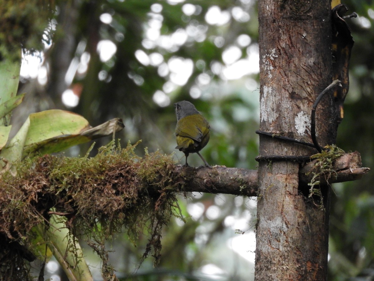 Dusky Chlorospingus - ML643239535