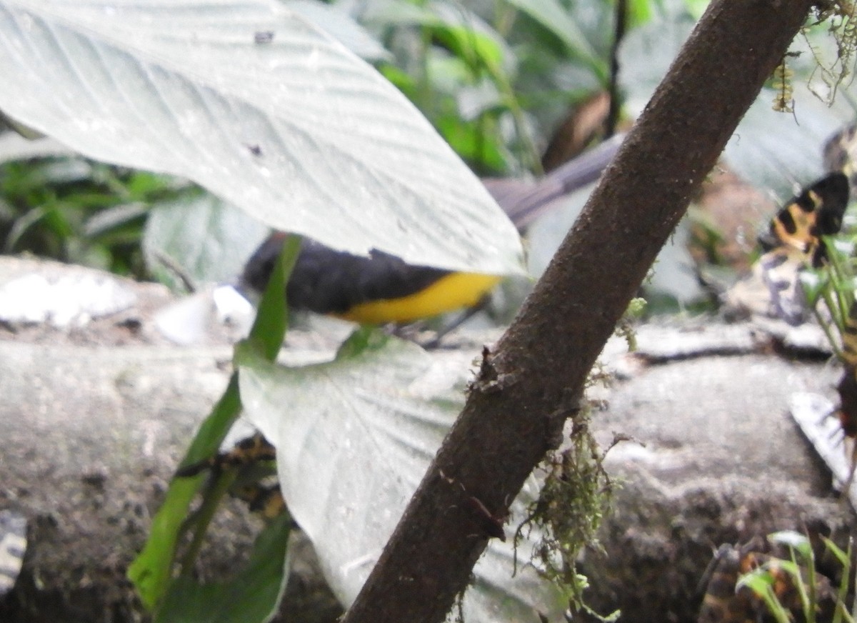 Slate-throated Redstart - ML643239548