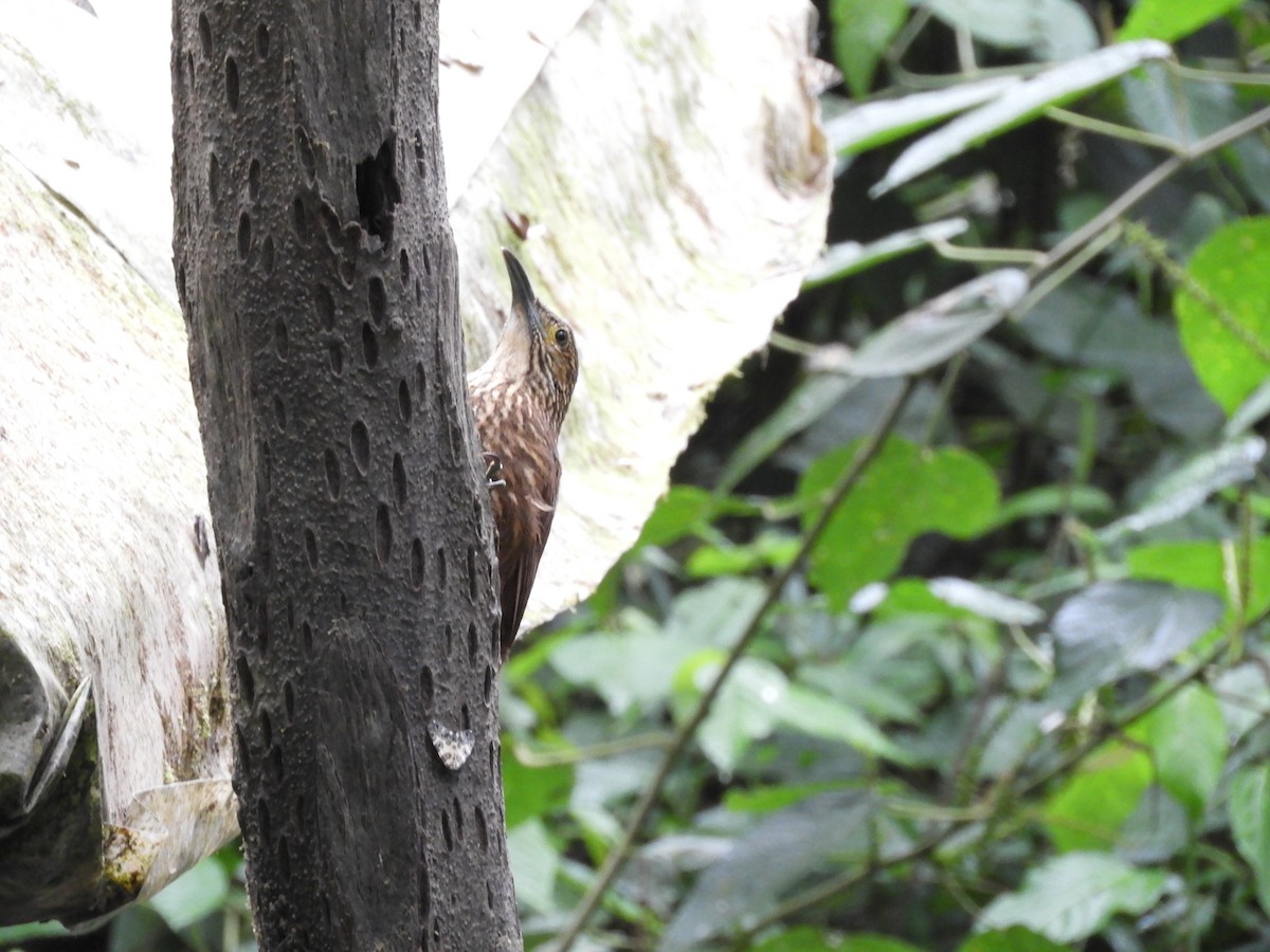 Strong-billed Woodcreeper - ML643239609