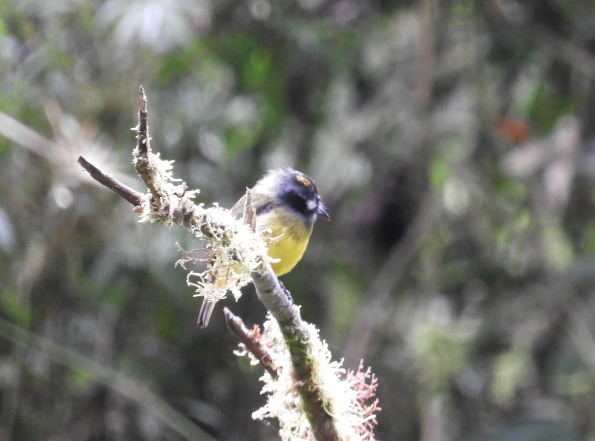 Ornate Flycatcher - ML643239616