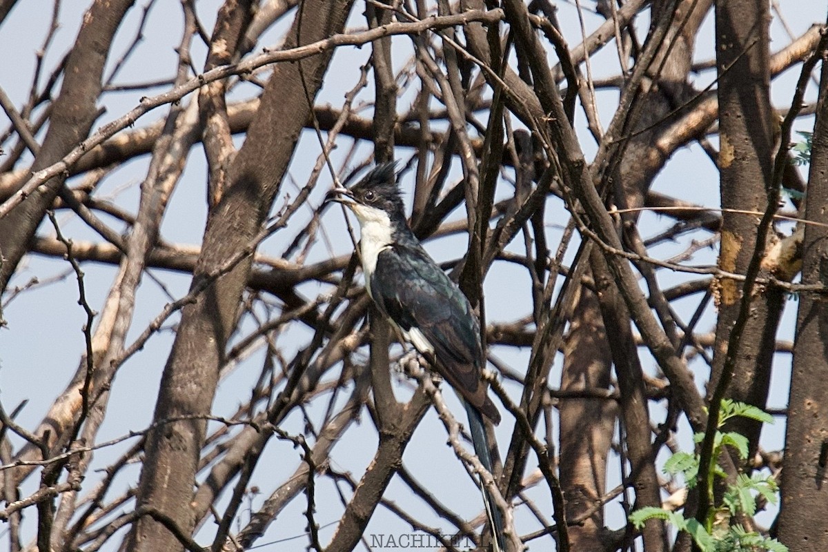 Pied Cuckoo - ML643239628