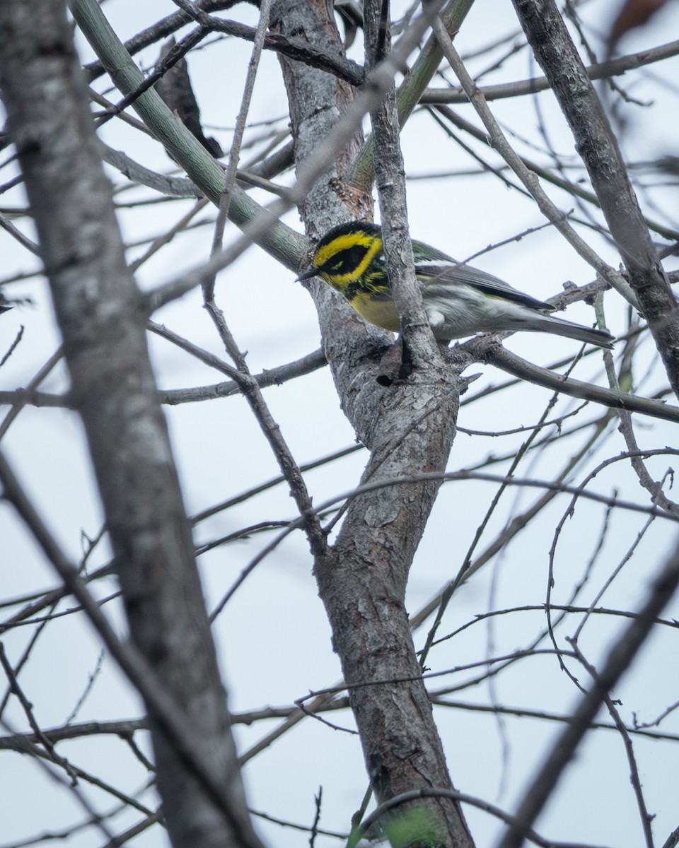 Townsend's Warbler - ML643239630