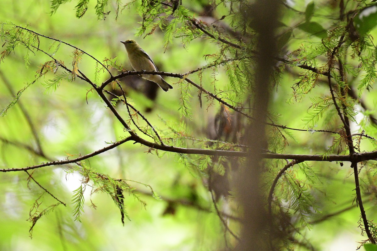 Bay-breasted Warbler - ML643239671