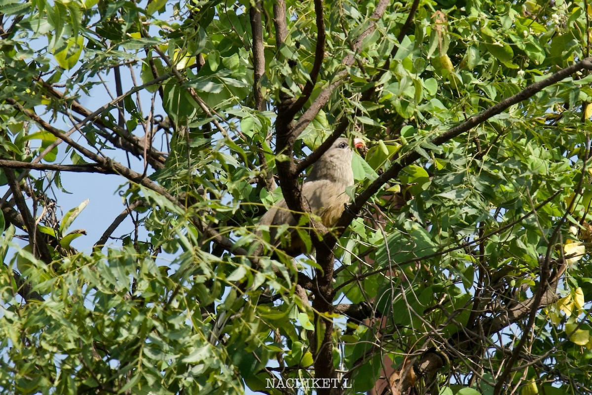Sirkeer Malkoha - ML643239691