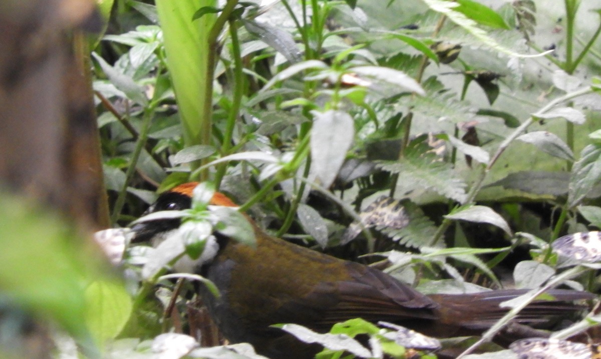 Chestnut-capped Brushfinch - ML643239702