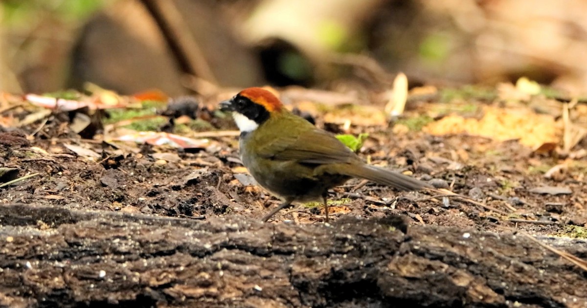 Chestnut-capped Brushfinch - ML643239711