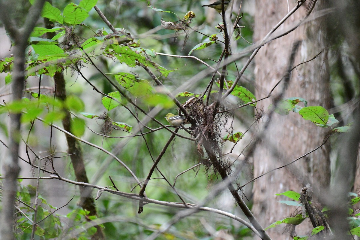 Bay-breasted Warbler - ML643239712