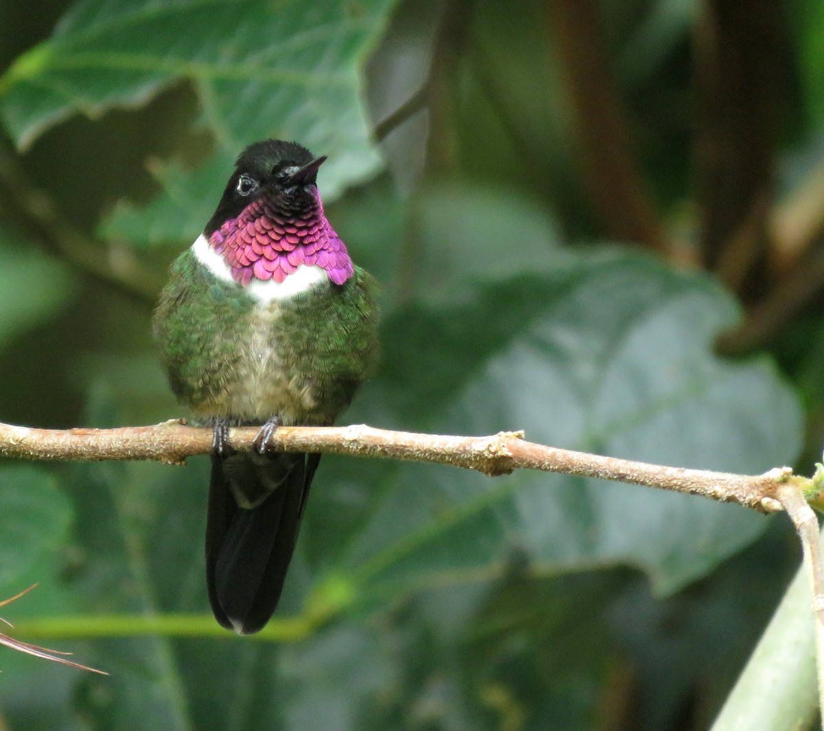 Merida Sunangel - ML643239721