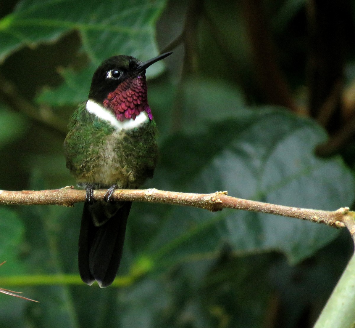 Merida Sunangel - ML643239724