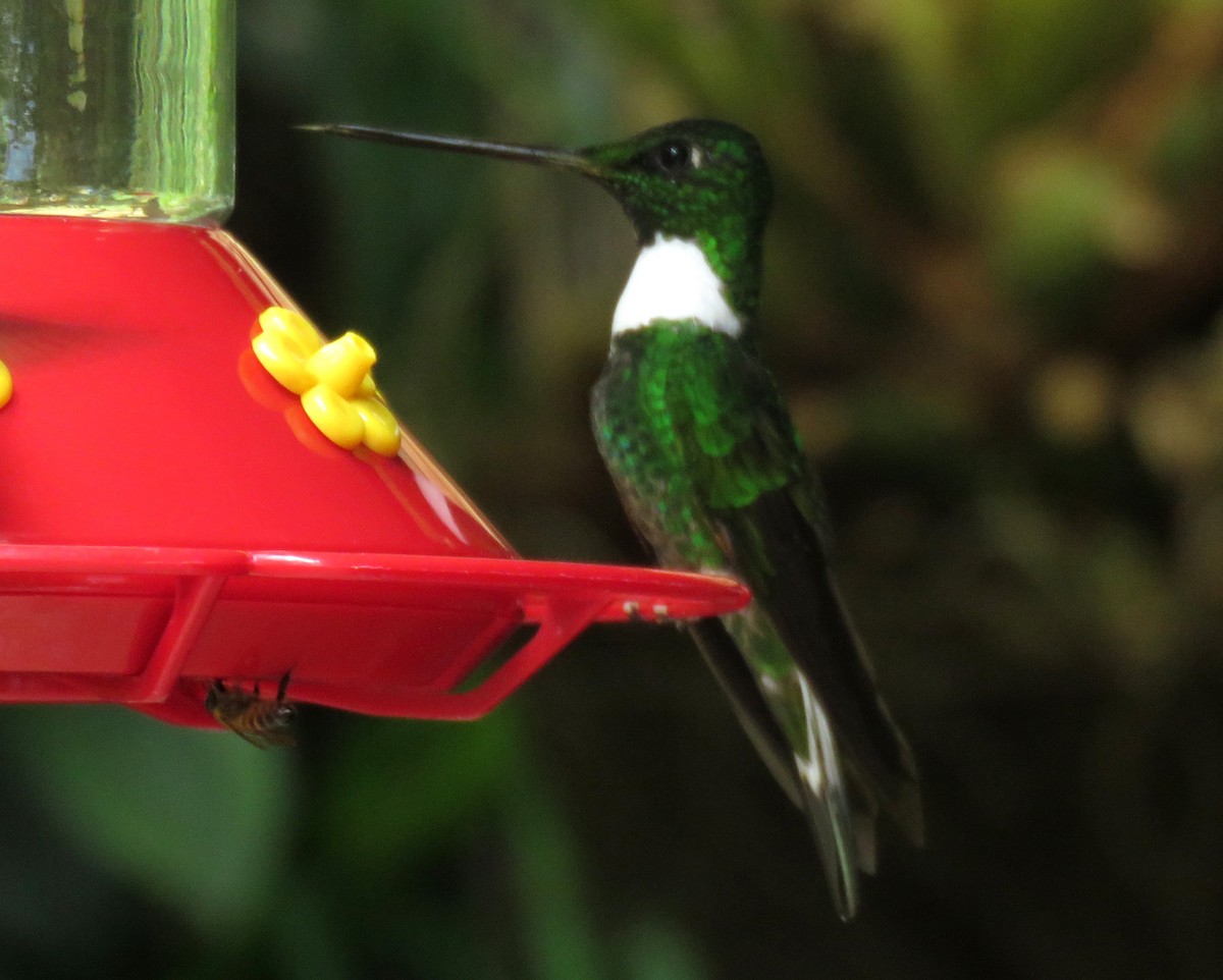 Green Inca - ML643239734