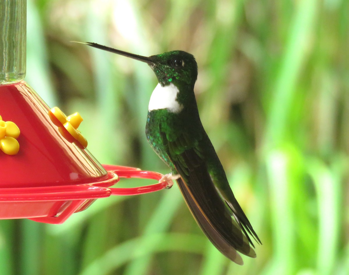 Green Inca - ML643239735