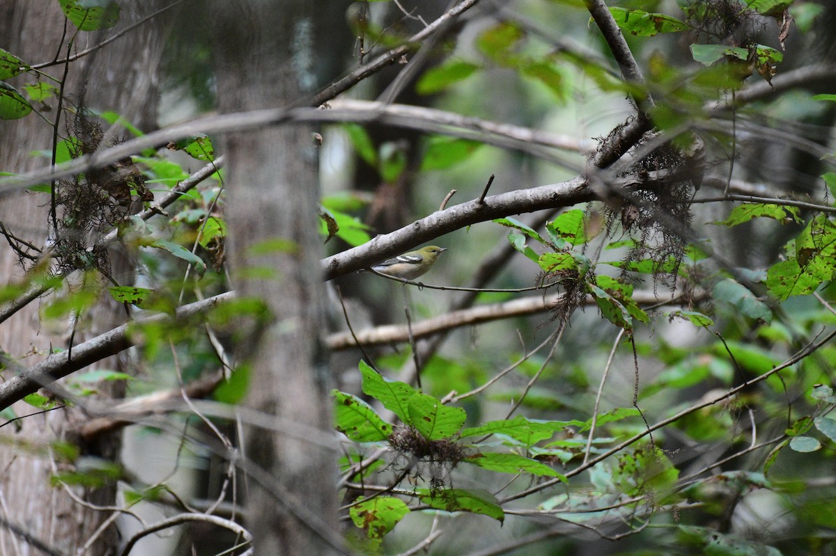 Bay-breasted Warbler - ML643239770
