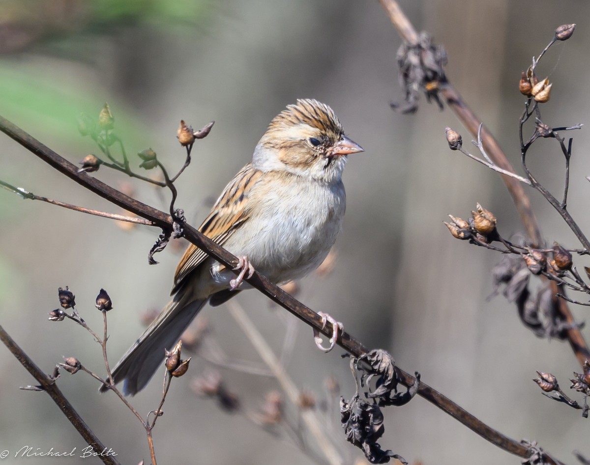 Clay-colored Sparrow - ML643239789