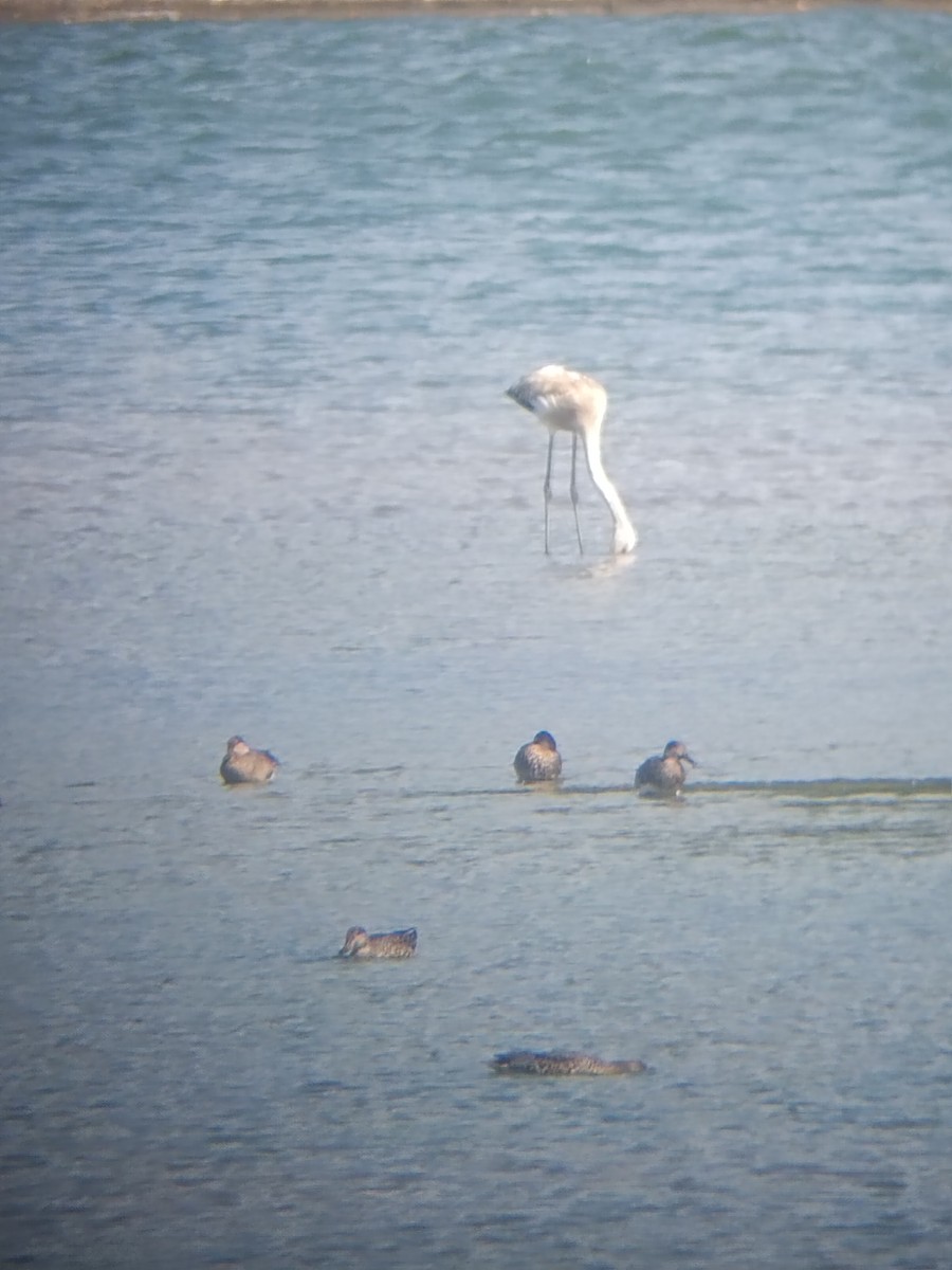 Greater Flamingo - ML643239792